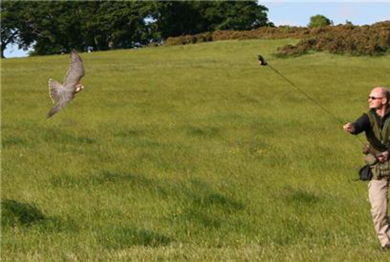 Rhuallan Raptors barn owl in flight