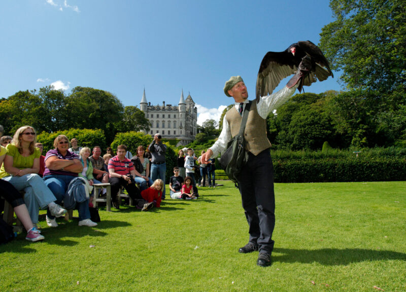 A Falconry Demonstration By Resident Falconer Andy Hughes At Dunrobin Castle Near Golspie Sutherland
