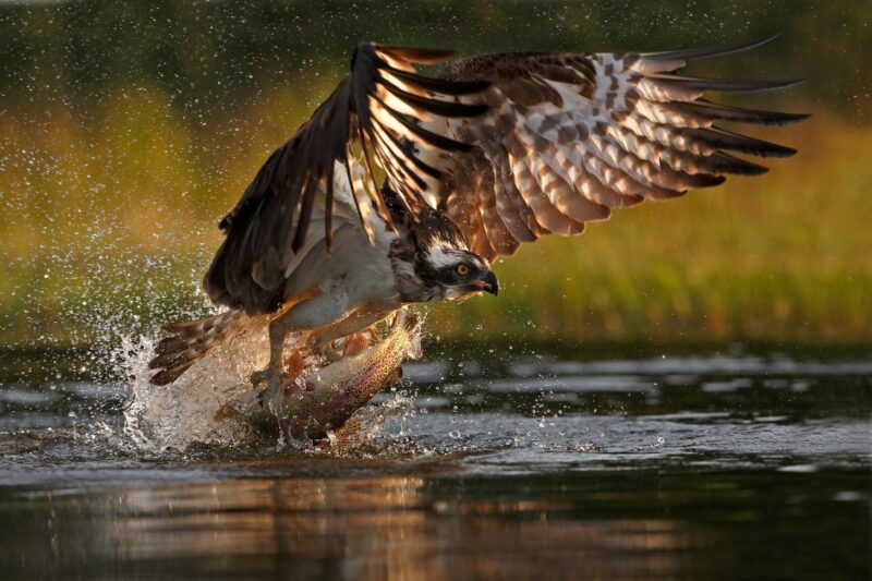 Osprey hunting