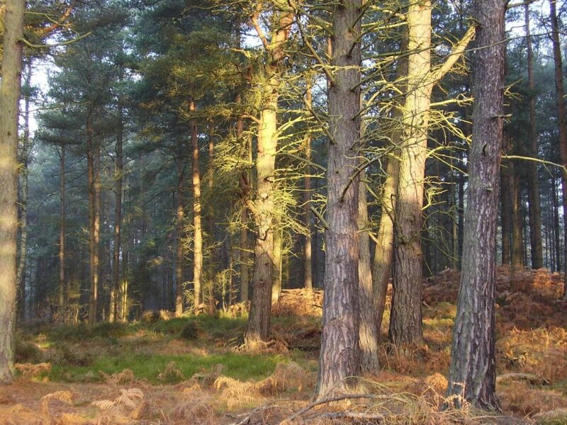 Scots Pines In Devilla Forest