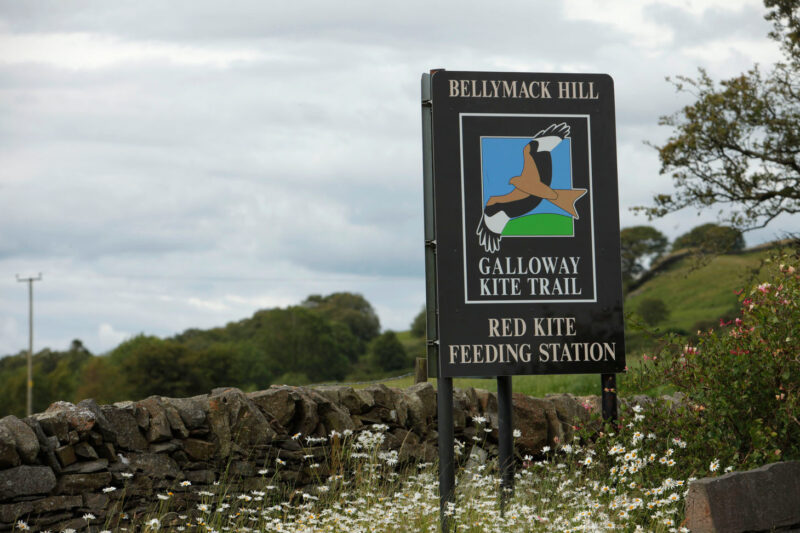 The Galloway Kite Trail Bellymack Hill Farm Red Kite Feeding Station